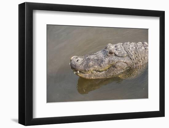 USA, Florida, Orlando. alligator at Gatorland.-Lisa S. Engelbrecht-Framed Photographic Print