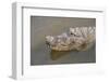 USA, Florida, Orlando. alligator at Gatorland.-Lisa S. Engelbrecht-Framed Photographic Print