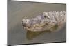 USA, Florida, Orlando. alligator at Gatorland.-Lisa S. Engelbrecht-Mounted Photographic Print