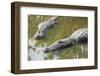 USA, Florida, Orlando. alligator at Gatorland.-Lisa S. Engelbrecht-Framed Photographic Print