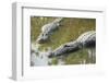 USA, Florida, Orlando. alligator at Gatorland.-Lisa S. Engelbrecht-Framed Photographic Print