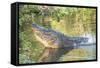 USA, Florida, Orlando. alligator doing water dance at Gatorland.-Lisa S. Engelbrecht-Framed Stretched Canvas