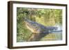 USA, Florida, Orlando. alligator doing water dance at Gatorland.-Lisa S. Engelbrecht-Framed Photographic Print