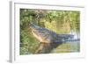 USA, Florida, Orlando. alligator doing water dance at Gatorland.-Lisa S. Engelbrecht-Framed Photographic Print