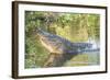 USA, Florida, Orlando. alligator doing water dance at Gatorland.-Lisa S. Engelbrecht-Framed Photographic Print