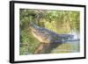 USA, Florida, Orlando. alligator doing water dance at Gatorland.-Lisa S. Engelbrecht-Framed Photographic Print