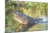 USA, Florida, Orlando. alligator doing water dance at Gatorland.-Lisa S. Engelbrecht-Mounted Photographic Print