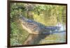 USA, Florida, Orlando. alligator doing water dance at Gatorland.-Lisa S. Engelbrecht-Framed Photographic Print