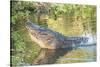 USA, Florida, Orlando. alligator doing water dance at Gatorland.-Lisa S. Engelbrecht-Stretched Canvas