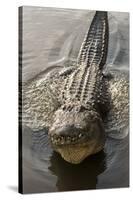 USA, Florida, Orlando, Alligator Doing Water Dance at Gatorland-Lisa S. Engelbrecht-Stretched Canvas