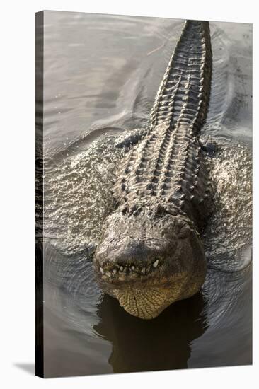 USA, Florida, Orlando, Alligator Doing Water Dance at Gatorland-Lisa S. Engelbrecht-Stretched Canvas