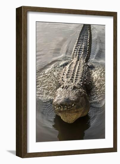 USA, Florida, Orlando, Alligator Doing Water Dance at Gatorland-Lisa S. Engelbrecht-Framed Photographic Print