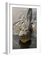 USA, Florida, Orlando, Alligator Doing Water Dance at Gatorland-Lisa S. Engelbrecht-Framed Photographic Print