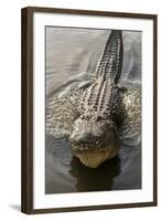 USA, Florida, Orlando, Alligator Doing Water Dance at Gatorland-Lisa S. Engelbrecht-Framed Photographic Print