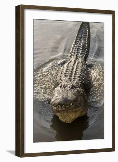 USA, Florida, Orlando, Alligator Doing Water Dance at Gatorland-Lisa S. Engelbrecht-Framed Photographic Print