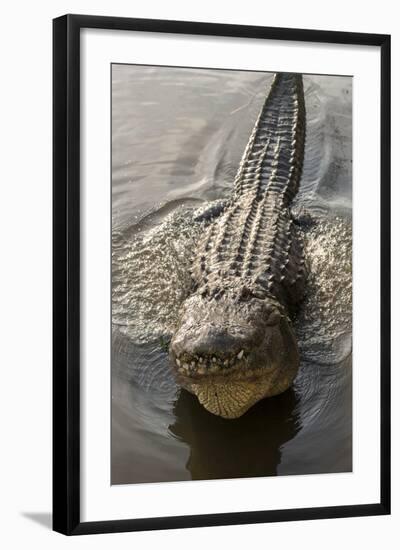 USA, Florida, Orlando, Alligator Doing Water Dance at Gatorland-Lisa S. Engelbrecht-Framed Photographic Print