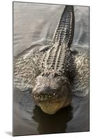 USA, Florida, Orlando, Alligator Doing Water Dance at Gatorland-Lisa S. Engelbrecht-Mounted Photographic Print