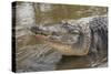 USA, Florida, Orlando, Alligator Doing Water Dance at Gatorland-Lisa S. Engelbrecht-Stretched Canvas