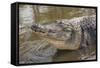 USA, Florida, Orlando, Alligator Doing Water Dance at Gatorland-Lisa S. Engelbrecht-Framed Stretched Canvas