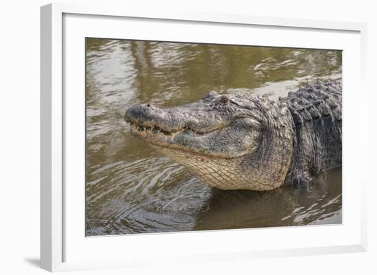 USA, Florida, Orlando, Alligator Doing Water Dance at Gatorland-Lisa S. Engelbrecht-Framed Photographic Print