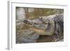 USA, Florida, Orlando, Alligator Doing Water Dance at Gatorland-Lisa S. Engelbrecht-Framed Photographic Print