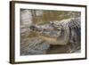 USA, Florida, Orlando, Alligator Doing Water Dance at Gatorland-Lisa S. Engelbrecht-Framed Photographic Print