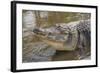 USA, Florida, Orlando, Alligator Doing Water Dance at Gatorland-Lisa S. Engelbrecht-Framed Photographic Print