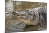 USA, Florida, Orlando, Alligator Doing Water Dance at Gatorland-Lisa S. Engelbrecht-Mounted Photographic Print