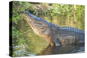 USA, Florida, Orlando, Alligator Doing Water Dance at Gatorland-Lisa S. Engelbrecht-Stretched Canvas