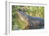 USA, Florida, Orlando, Alligator Doing Water Dance at Gatorland-Lisa S. Engelbrecht-Framed Premium Photographic Print