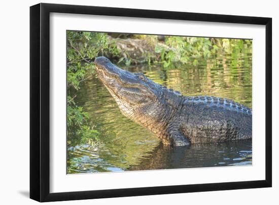 USA, Florida, Orlando, Alligator Doing Water Dance at Gatorland-Lisa S. Engelbrecht-Framed Photographic Print