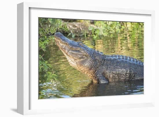 USA, Florida, Orlando, Alligator Doing Water Dance at Gatorland-Lisa S. Engelbrecht-Framed Photographic Print