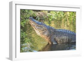 USA, Florida, Orlando, Alligator Doing Water Dance at Gatorland-Lisa S. Engelbrecht-Framed Photographic Print