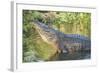 USA, Florida, Orlando, Alligator Doing Water Dance at Gatorland-Lisa S. Engelbrecht-Framed Photographic Print