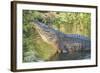 USA, Florida, Orlando, Alligator Doing Water Dance at Gatorland-Lisa S. Engelbrecht-Framed Photographic Print