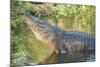 USA, Florida, Orlando, Alligator Doing Water Dance at Gatorland-Lisa S. Engelbrecht-Mounted Photographic Print