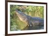 USA, Florida, Orlando, Alligator Doing Water Dance at Gatorland-Lisa S. Engelbrecht-Framed Photographic Print