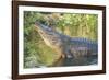 USA, Florida, Orlando, Alligator Doing Water Dance at Gatorland-Lisa S. Engelbrecht-Framed Photographic Print