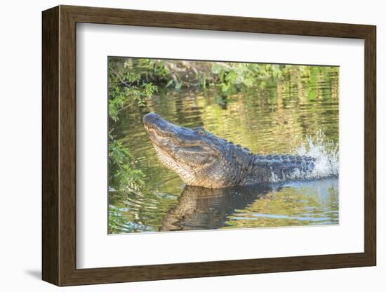 USA, Florida, Orlando. alligator doing water dance at Gatorland.-Lisa S. Engelbrecht-Framed Photographic Print