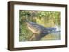 USA, Florida, Orlando. alligator doing water dance at Gatorland.-Lisa S. Engelbrecht-Framed Photographic Print