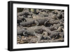 USA, Florida, Orlando, Alligator, Gatorland-Lisa S. Engelbrecht-Framed Photographic Print