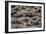 USA, Florida, Orlando, Alligator, Gatorland-Lisa S. Engelbrecht-Framed Photographic Print