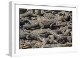 USA, Florida, Orlando, Alligator, Gatorland-Lisa S. Engelbrecht-Framed Photographic Print