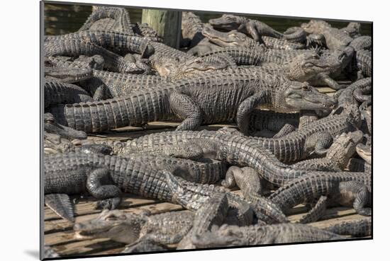 USA, Florida, Orlando, Alligator, Gatorland-Lisa S. Engelbrecht-Mounted Photographic Print