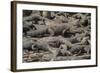 USA, Florida, Orlando, Alligator, Gatorland-Lisa S. Engelbrecht-Framed Photographic Print