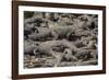 USA, Florida, Orlando, Alligator, Gatorland-Lisa S. Engelbrecht-Framed Photographic Print