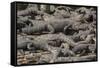 USA, Florida, Orlando, Alligator, Gatorland-Lisa S. Engelbrecht-Framed Stretched Canvas