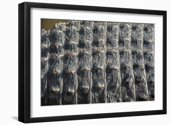 USA, Florida, Orlando, Alligator, Scutes, Osteoderms, Gatorland-Lisa S. Engelbrecht-Framed Photographic Print