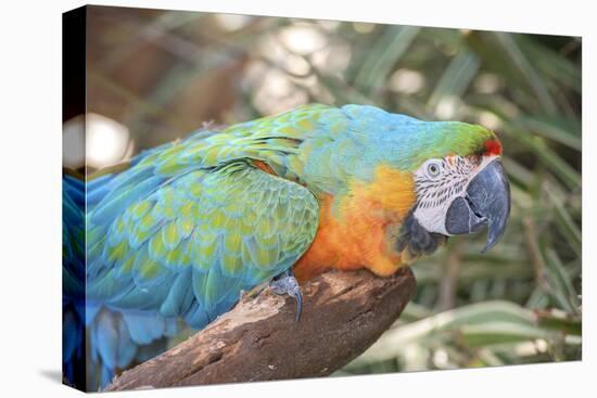 USA, Florida, Orlando. Blue-and-Yellow Macaw at Gatorland.-Lisa S. Engelbrecht-Stretched Canvas