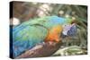 USA, Florida, Orlando. Blue-and-Yellow Macaw at Gatorland.-Lisa S. Engelbrecht-Stretched Canvas